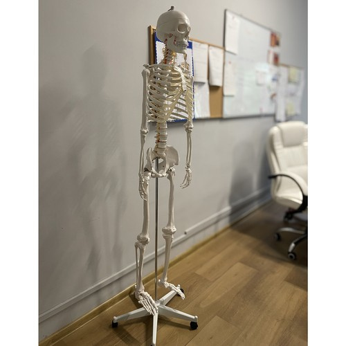 Lidská kostra - 170cm, obrázek 4